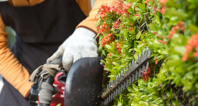 Mantenimiento de jardines, podas, poda de setos, cortar cesped